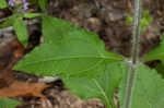 Purpledisk sunflower